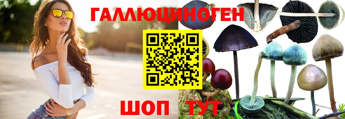 Галлюциногенные грибы Psilocybine cubensis Михайловск